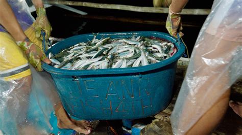 In a Northern Samar town, sardines are aplenty, but their.
